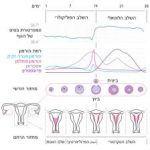 דיקור סיני לתמיכה בטיפולי פוריות - רונן רוזנבלט-ניר - דיקור סיני בתל אביב